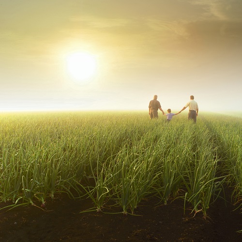Farmers in a field